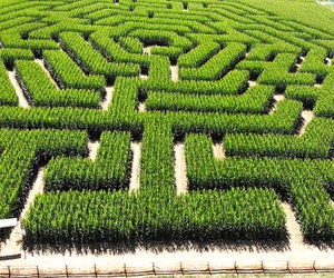 Get lost in the giant corn maze at Alstede Farms. Photo courtesy of the farm