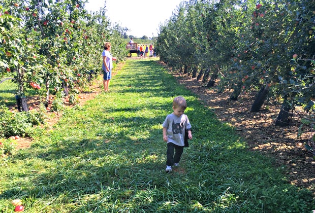 Apple picking near NYC Alstede Farms