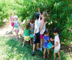 Don't miss the last weekend of Alstede Farms' Peach Harvest Festival. Photo courtesy of the farm