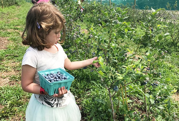 Blueberry picking near NYC at Alstede Farms