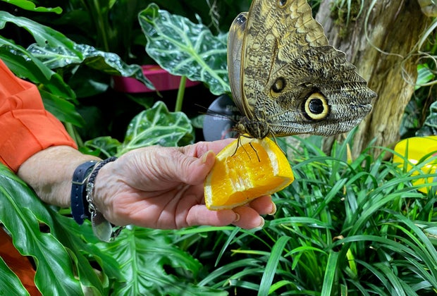 AMNH and more science museums near NYC: Hands on fun in the butterfly vivarium