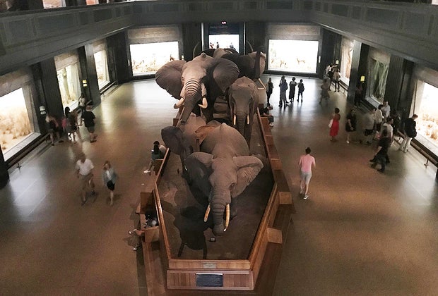 AMNH: Akeley Hall of African Mammals. 