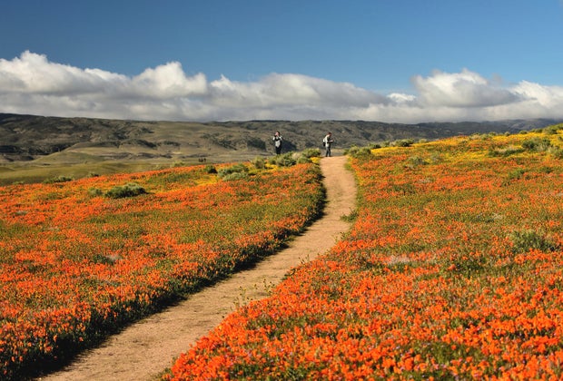 Best Wildflower Hikes near Los Angeles: Antelope Valley Poppy Preserve