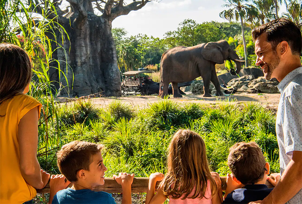 Animal Kingdom: Best Theme Parks in the US for Special Needs Kids