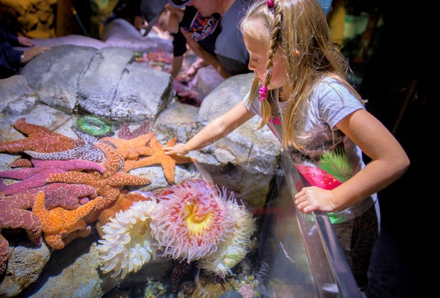 Kids get interactive with animals at the Aquarium of the Pacific.