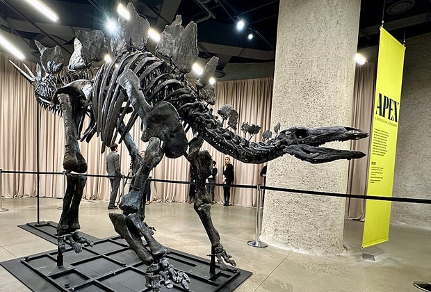 New dinosaur arrives at AMNH: Wide vide of Apex fossil
