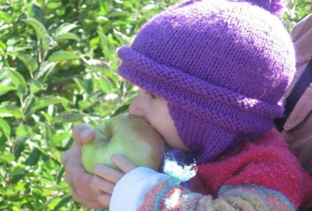 Apple Picking Orchards in the New Haven Area
