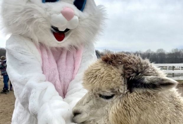 Easter Egg Hunt at Roaring Acres Alpacas