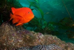 Underwater Parks Day at the Aquarium of the Pacific