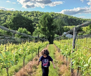 Run through the vineyards at Aquila's Nest. Photo courtesy of Aquila's Nest, Facebook