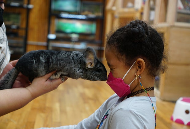 Get a whisker kiss from Minnie the chinchilla at The Art Farm