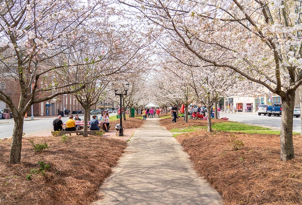 International Cherry Blossom Festival - Macon, GA