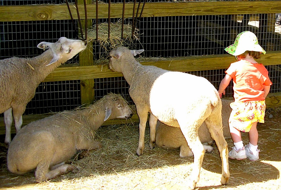 Kids get up close to gentle farm animals at Zoo Atlanta's petting zoo, Outback Station.