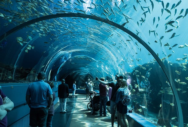 Georgia Aquarium: Ultimate Georgia Bucket List: 100 Things to Do in GA
