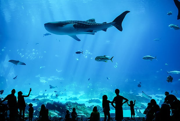 100 Fun Things To Do in Atlanta with Kids Before They Grow Up: Georgia Aquarium