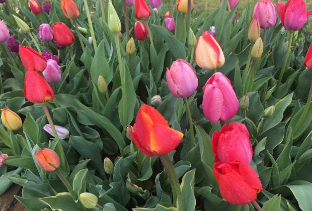 Holland Ridge Farms: Close up of tulips