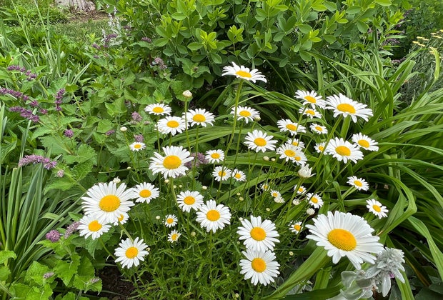 Photograph of daisies at the Bartlett Arboretum & Gardens.