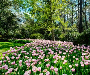 Mother’s Day Weekend at Bayou Bend. Photo by Carol Highsmith, Library of Congress