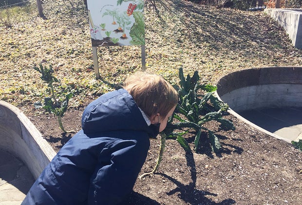 the children's discovery garden brooklyn botanic garden boy smelling flower