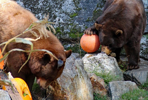 Things To Do on a Bear Mountain State Park Day Trip