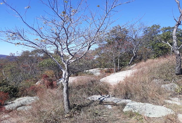 Bear Mountain State Park Westchester winter walks