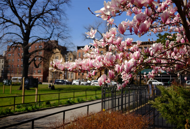 Bed-Stuy Brooklyn with kids: Herbert Von King Park