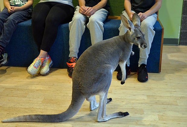 Behind the scenes tours in NYC: Kangaroo Wild Encounter at the Bronx Zoo
