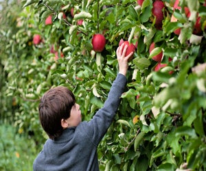 There are 11 apple varieties to choose from over the course of picking season at Lookout Farm. Photo courtesy of the farm