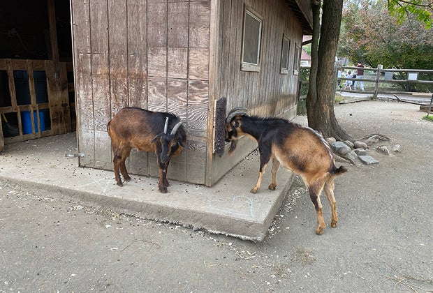 goats at the Bergen County Zoo.