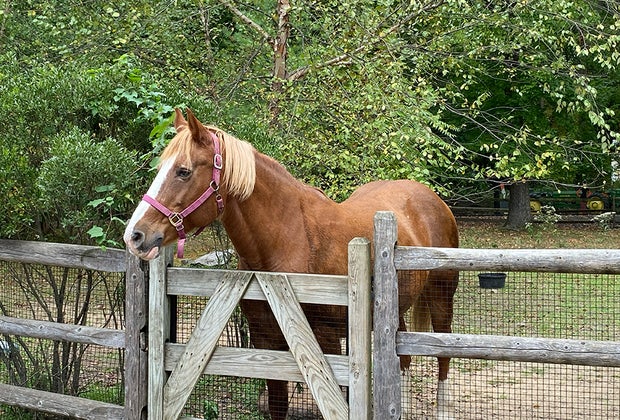 Belgin draft horse at the Bergen County Zoo