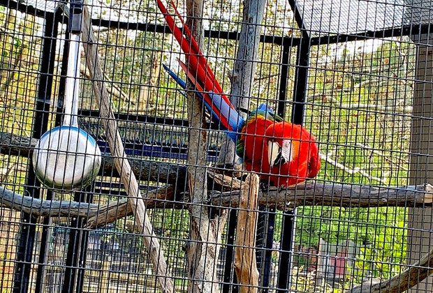 Scarlet macaw at the Bergen County Zoo