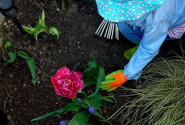 girl adding composted mulch to garden