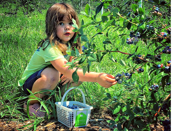 Photo of a child picking berries - Best summer day trips from CT