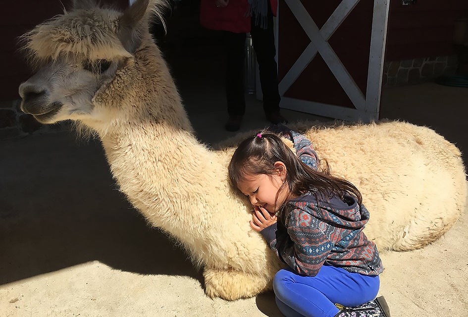 Snuggle up with an alpaca at Bluebird Farm in Peapack, NJ.