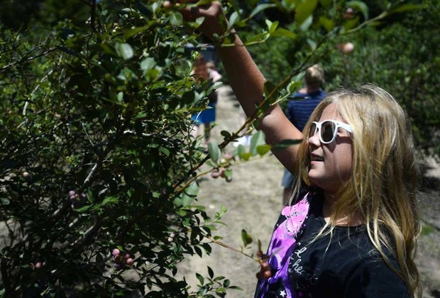 Texas blueberries abound for pick your own fun at B&M Farms.