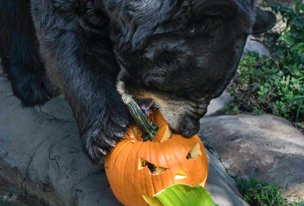 Halloween Tickets on Sale Now in Los Angeles: Boo at the Zoo