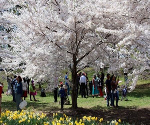 Spend the day among the blooms at Branch Brook Park's Cherry Blossom Festival. Photo courtesy of the festival/park