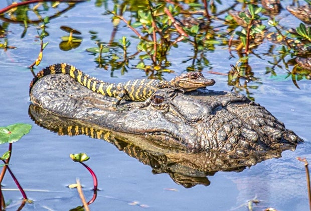 See alligators at Brazos Bend State Park.
