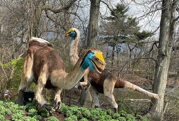 See dinosaurs of all shapes, sizes, and colors at the Bronx Zoo Dinosaur Safari. 