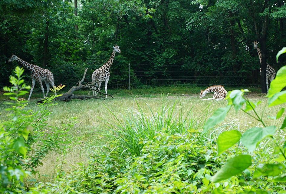 See Bronx Zoo Like a Local: Top Tips for a Great Visit with Kids The Bronx Zoo is full of amazing animals and surprises await around every bend of its sprawling grounds.