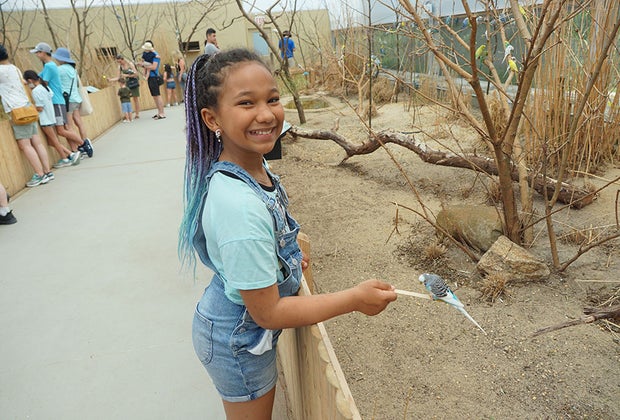 Bronx Zoo's New Budgie Landing: Smiling girl feeding a budgie