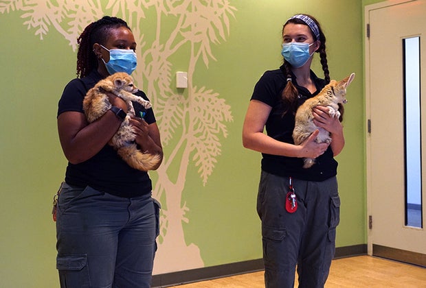 Zookeepers hold fennec foxes during a Wild Encounter at the Bronx Zoo