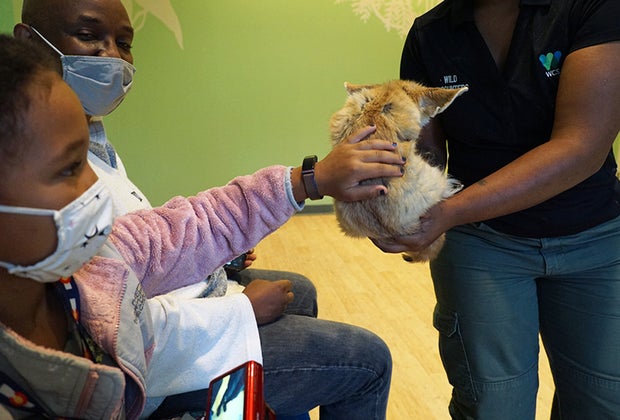 Little girl pets a fennec fox during a Wild Encounter at the Bronx Zoo