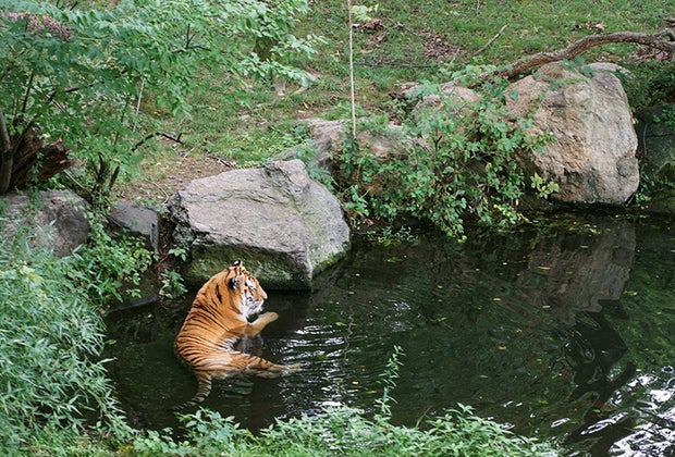 Visiting the Bronx Zoo like a local:: Tiger Mountain