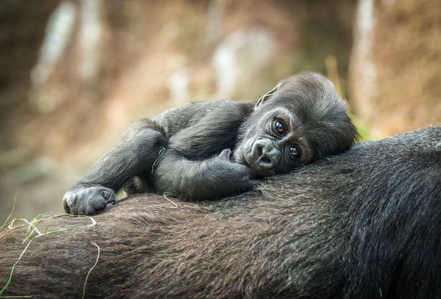 See a baby gorilla at the Bronx Zoo in NYC