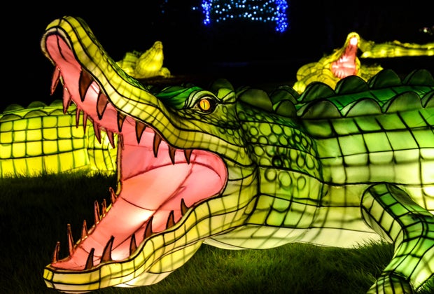 The fury of the animal kingdom is on display in lantern form at the Bronx Zoo's holiday lights