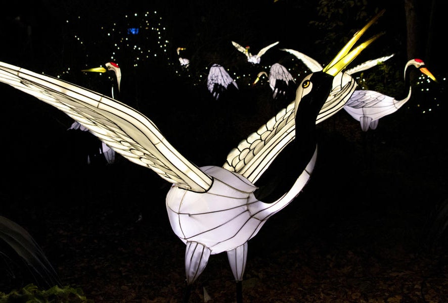 Holiday Lights at the Bronx Zoo