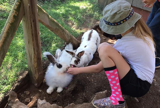 Girl feeding bunnies at the petting zoo at Brookhollow Barnyard