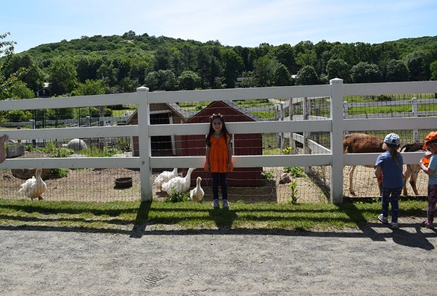 animals at Brookhollow barnyard