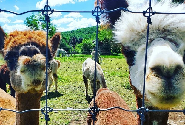 Visit Buck Brook Farms to see alpacas in the heart of the Catskills
